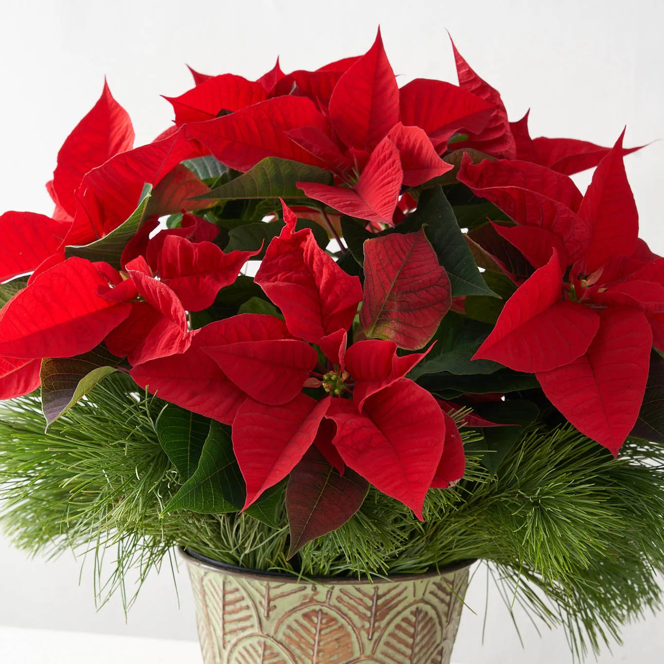 Red Poinsettia (Small)