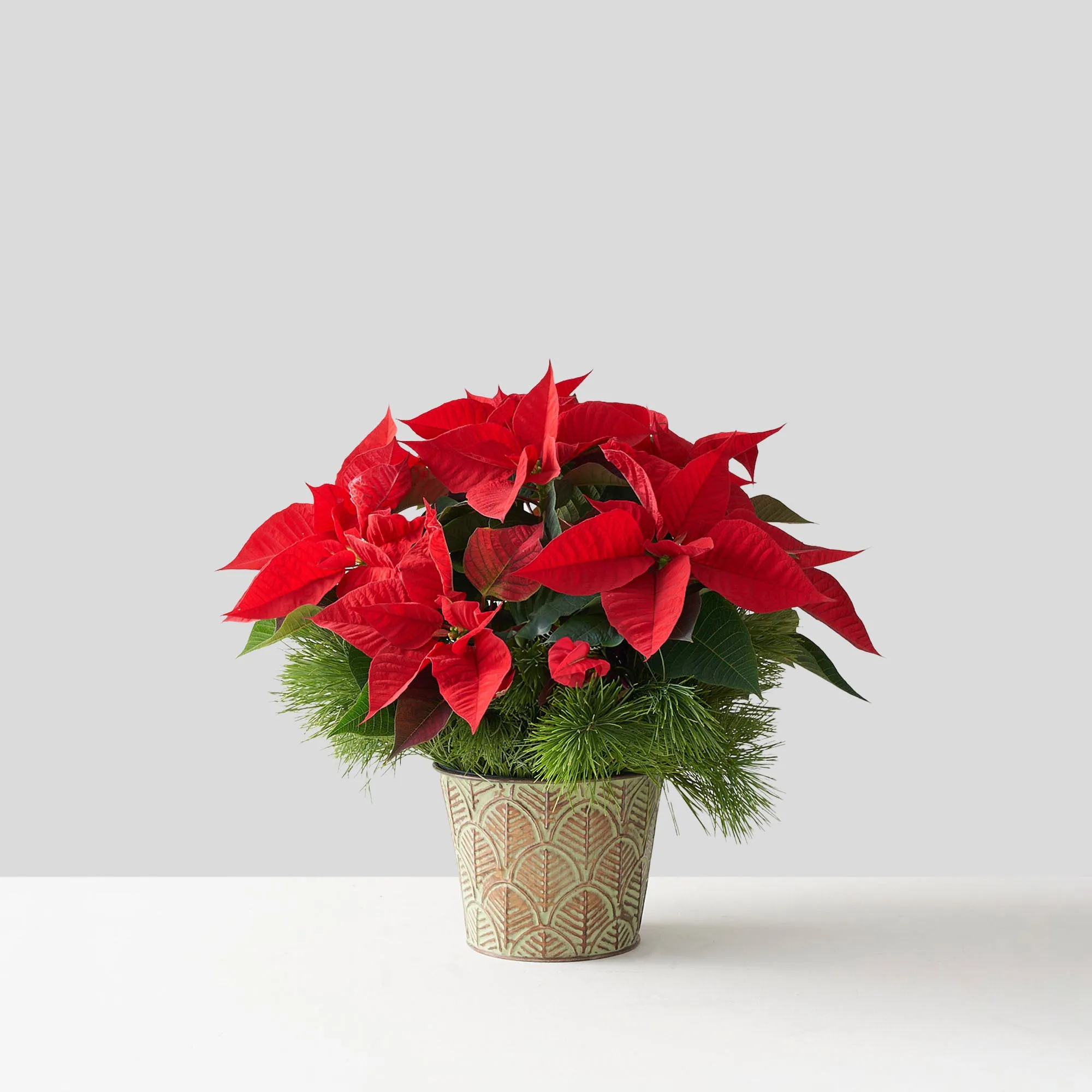 Red Poinsettia (Small)