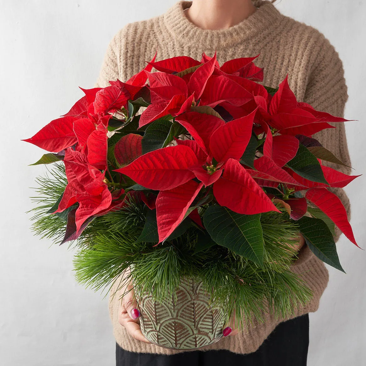 Red Poinsettia (Small)