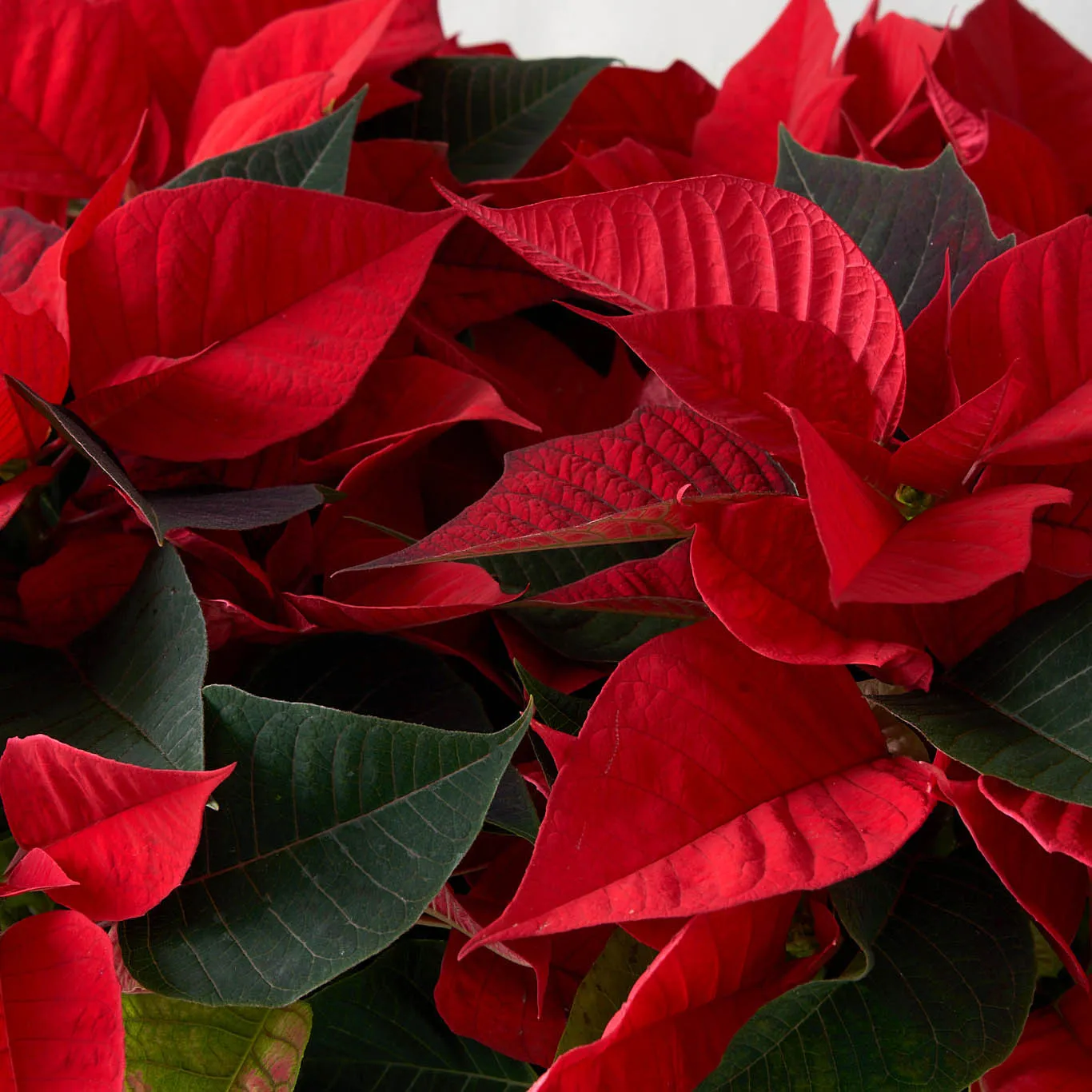 Red Poinsettia (Small)