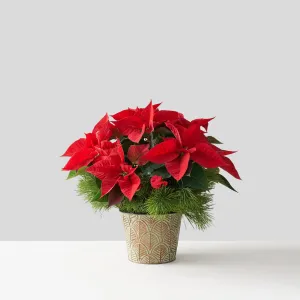 Red Poinsettia (Small)