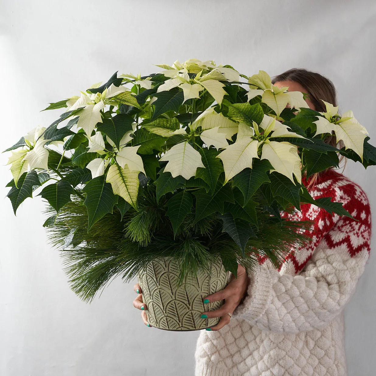 White Poinsettia (Medium)
