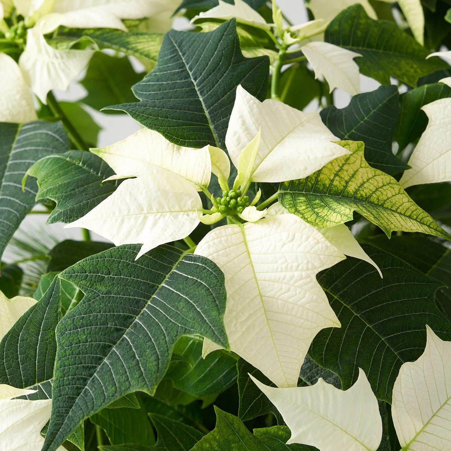 White Poinsettia (Medium)